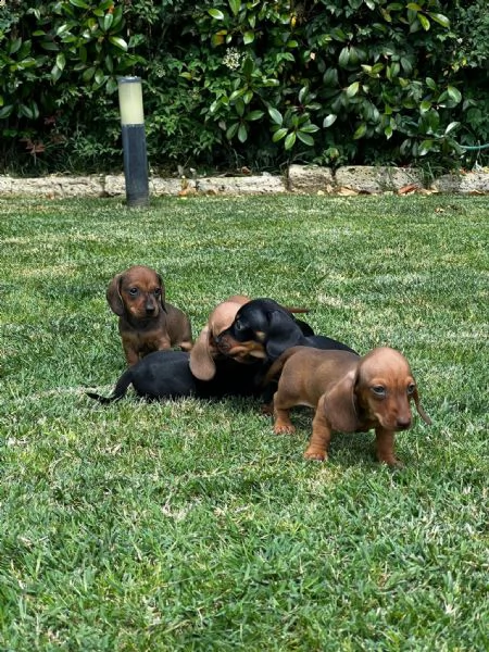 cuccioli di bassotto nanokaninchen  | Foto 0