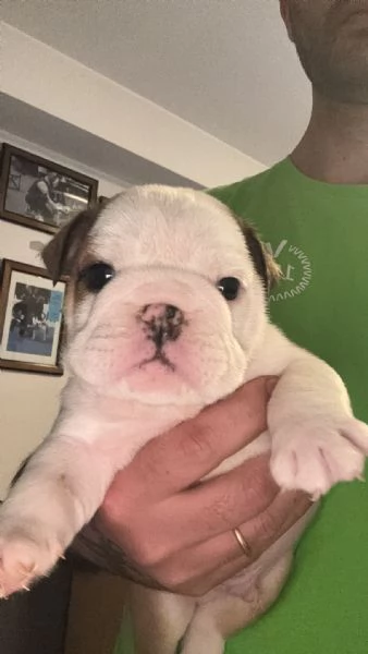 Cuccioli Bulldog Inglese ALLEVAMENTO ENCI