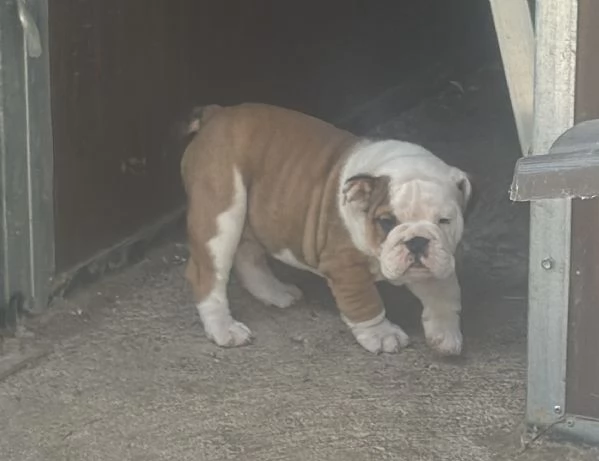 Cuccioli Bulldog Inglese ALLEVAMENTO ENCI | Foto 4