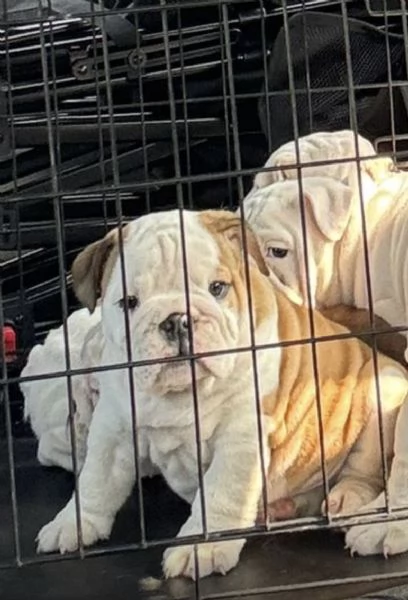 Cuccioli Bulldog Inglese ALLEVAMENTO ENCI | Foto 3