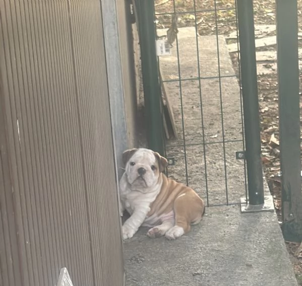 Cuccioli Bulldog Inglese ALLEVAMENTO ENCI | Foto 2