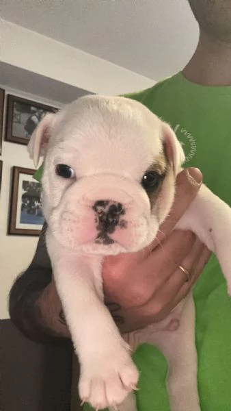 Cuccioli Bulldog Inglese ALLEVAMENTO ENCI | Foto 0