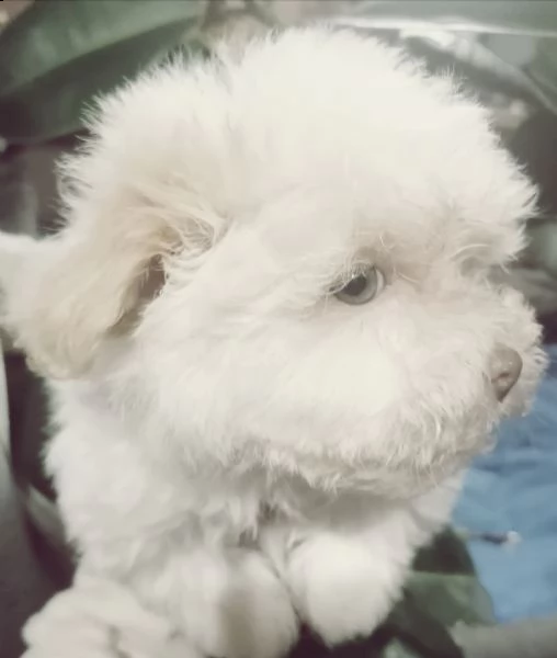 rarissimi cuccioli di coton de tulear | Foto 3