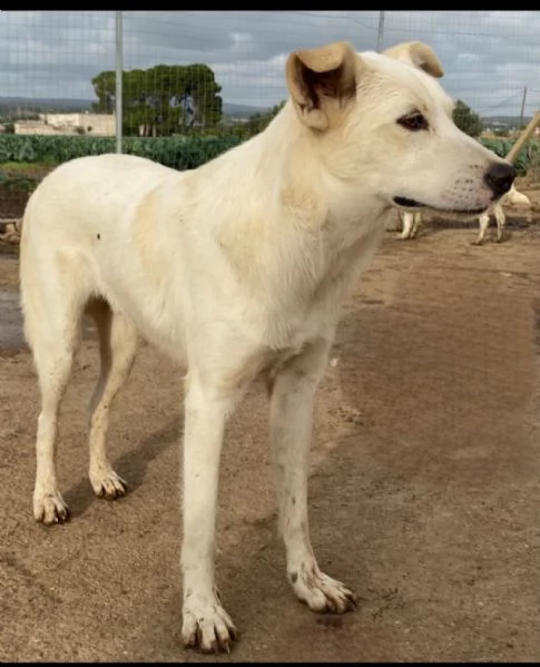 Un dolce cagnolone cerca casaAdottate | Foto 6