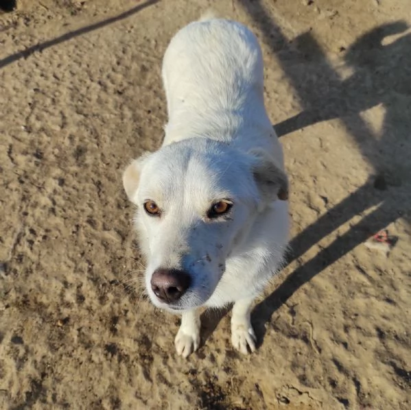 Un dolce cagnolone cerca casaAdottate | Foto 5