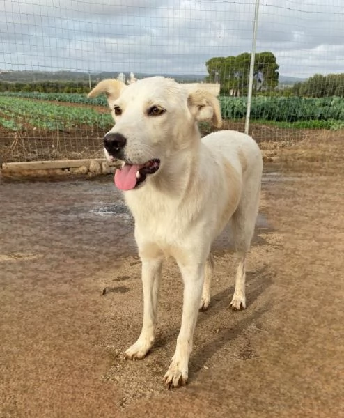 Un dolce cagnolone cerca casaAdottate | Foto 3