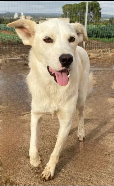 Un dolce cagnolone cerca casaAdottate | Foto 1