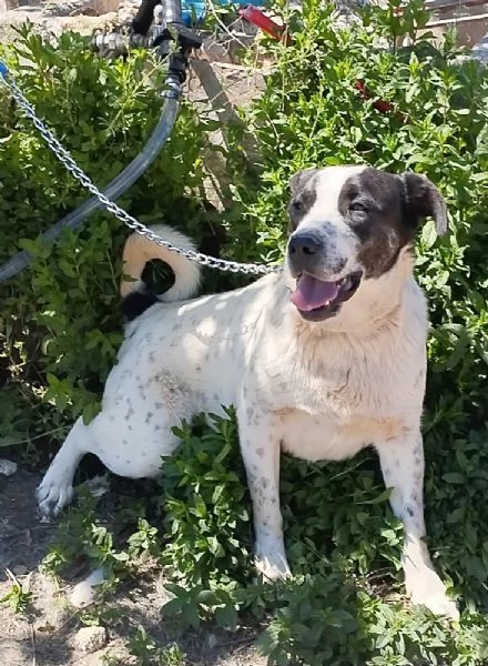 Questo dolce e tranquillo cagnolino cerca casa | Foto 6