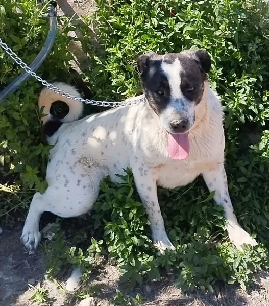 Questo dolce e tranquillo cagnolino cerca casa | Foto 4