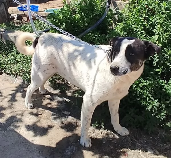 Questo dolce e tranquillo cagnolino cerca casa | Foto 3