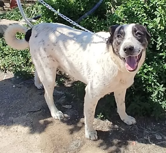 Questo dolce e tranquillo cagnolino cerca casa | Foto 2