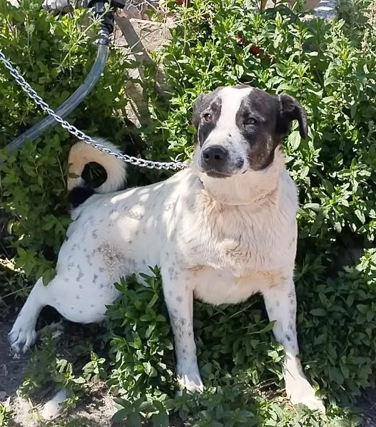 Questo dolce e tranquillo cagnolino cerca casa | Foto 1