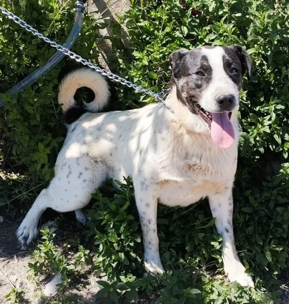 Questo dolce e tranquillo cagnolino cerca casa | Foto 0