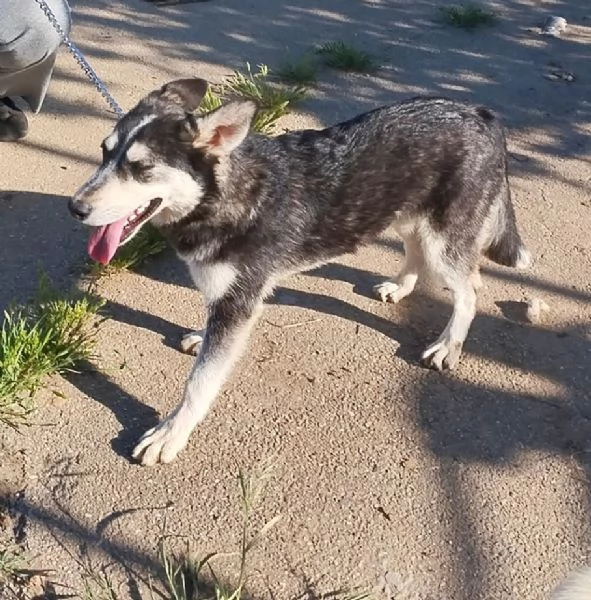 Un cagnolino in adozione con la mamma anche singolarmente  | Foto 6