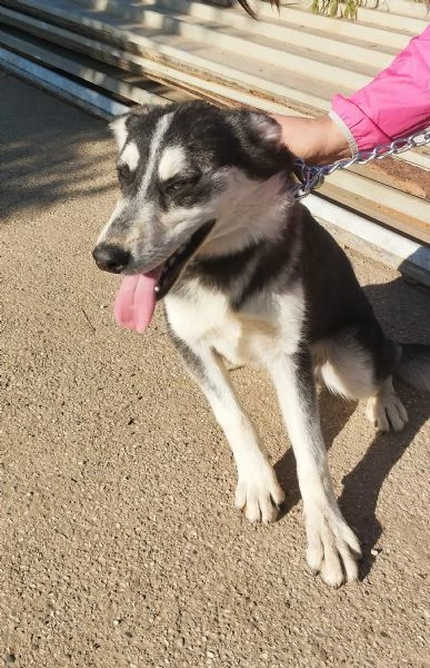 Un cagnolino in adozione con la mamma anche singolarmente  | Foto 5