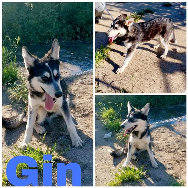 Un cagnolino in adozione con la mamma anche singolarmente 