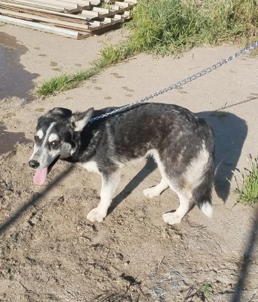 Un cagnolino in adozione con la mamma anche singolarmente  | Foto 4