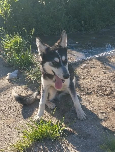 Un cagnolino in adozione con la mamma anche singolarmente  | Foto 1