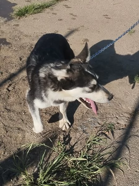 Un cagnolino in adozione con la mamma anche singolarmente  | Foto 0