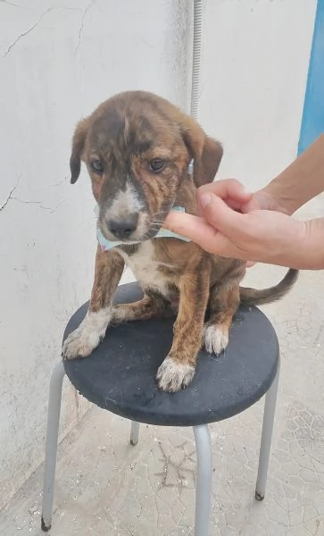 Il piccolo Prince cucciolo in adozione cerca la sua famiglia  | Foto 6
