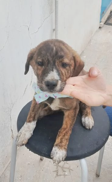 Il piccolo Prince cucciolo in adozione cerca la sua famiglia  | Foto 5