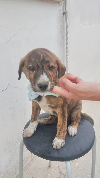 Il piccolo Prince cucciolo in adozione cerca la sua famiglia  | Foto 2