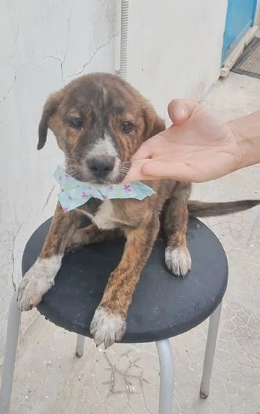 Il piccolo Prince cucciolo in adozione cerca la sua famiglia  | Foto 1