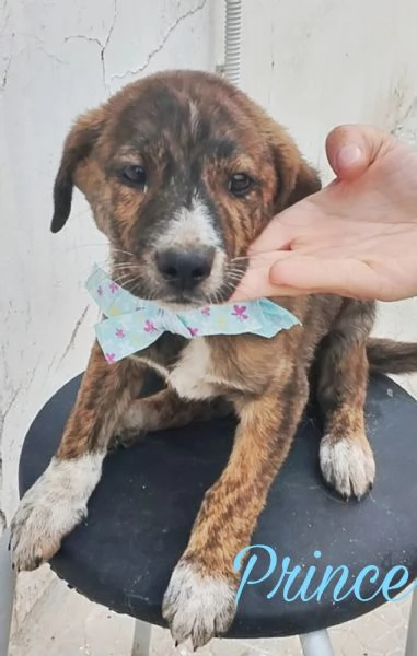 Il piccolo Prince cucciolo in adozione cerca la sua famiglia  | Foto 0