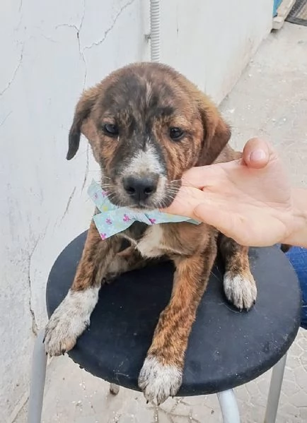 Una famiglia per un dolce cucciolino
