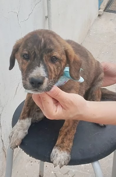 Una famiglia per un dolce cucciolino | Foto 3
