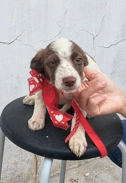 Dolcissimi cuccioli in adozione cercano casa | Foto 5
