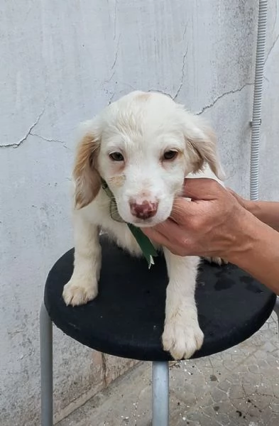 Dolcissimi cuccioli in adozione cercano casa | Foto 2