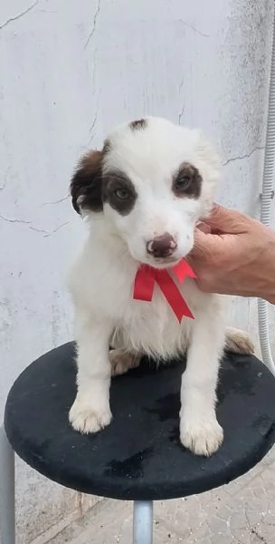 Dolcissimi cuccioli in adozione cercano casa | Foto 1