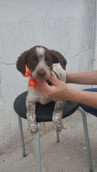 Dolcissimi cuccioli in adozione cercano casa | Foto 0
