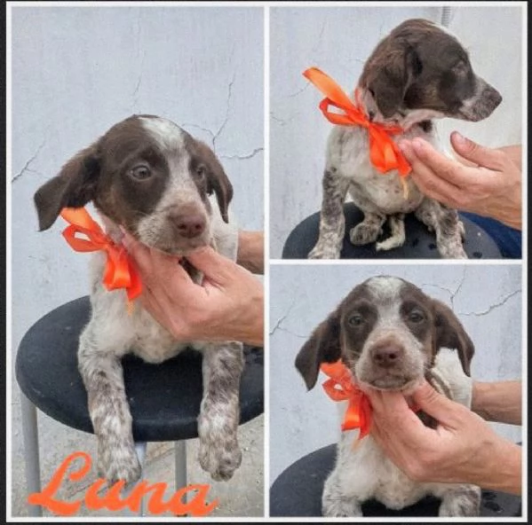 Dolcissimi cagnolini in adozione  | Foto 5