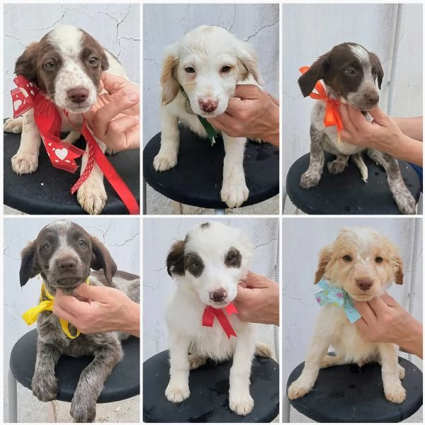 Dolcissimi cagnolini in adozione  | Foto 4