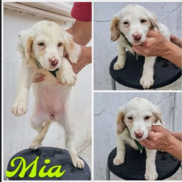 Dolcissimi cagnolini in adozione  | Foto 3