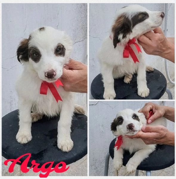 Dolcissimi cagnolini in adozione  | Foto 1