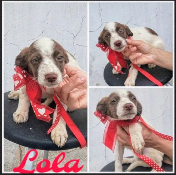 Dolcissimi cagnolini in adozione  | Foto 0