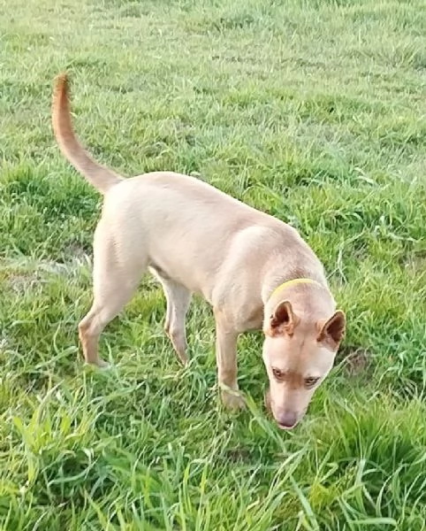 Il bellissimo Marley attende ancora la sua occasione di avere una casa | Foto 6