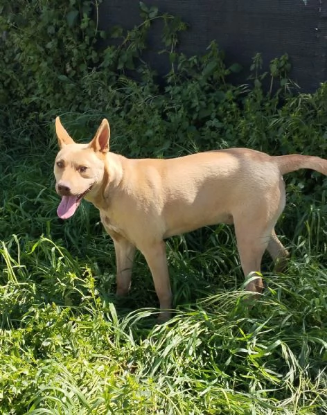 Il bellissimo Marley attende ancora la sua occasione di avere una casa | Foto 5