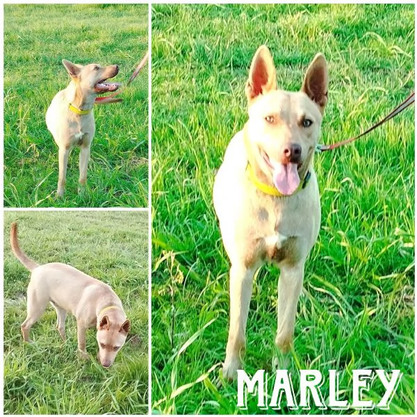 Il bellissimo Marley attende ancora la sua occasione di avere una casa | Foto 4