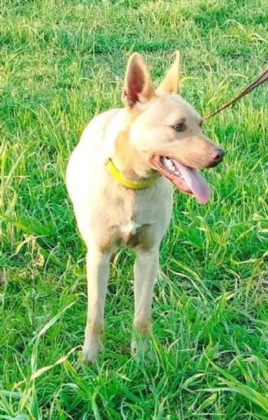 Il bellissimo Marley attende ancora la sua occasione di avere una casa | Foto 3