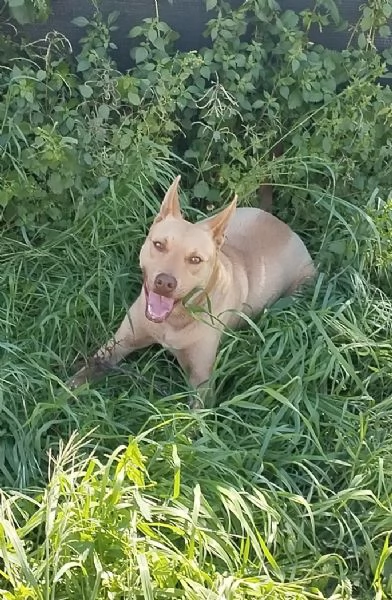 Il bellissimo Marley attende ancora la sua occasione di avere una casa | Foto 2