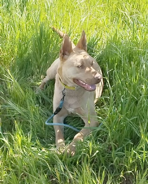 Il bellissimo Marley attende ancora la sua occasione di avere una casa | Foto 1