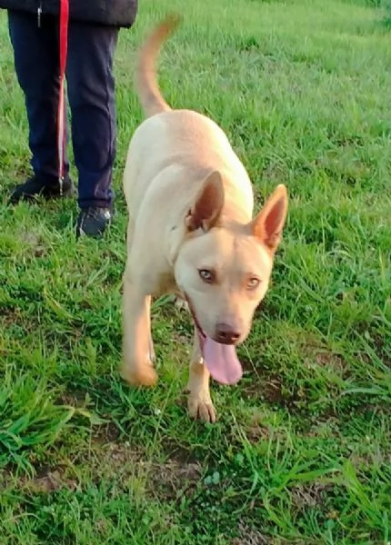 Il bellissimo Marley attende ancora la sua occasione di avere una casa | Foto 0