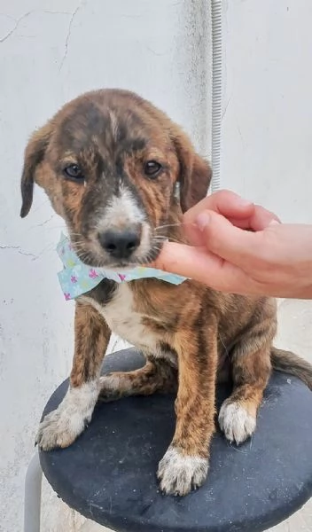 Prince cucciolo in adozione cerca la sua mamma e pap  | Foto 5