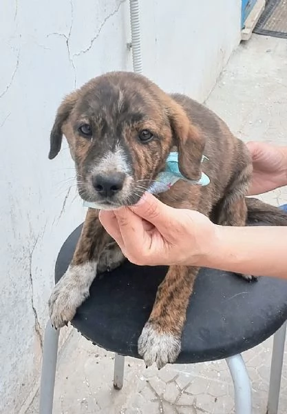 Prince cucciolo in adozione cerca la sua mamma e pap  | Foto 3
