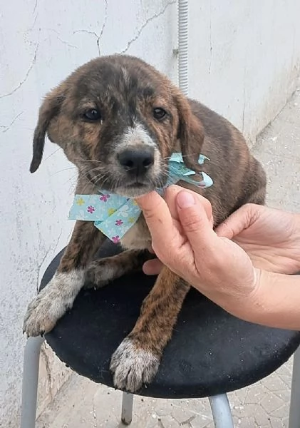 Prince cucciolo in adozione cerca la sua mamma e pap  | Foto 2
