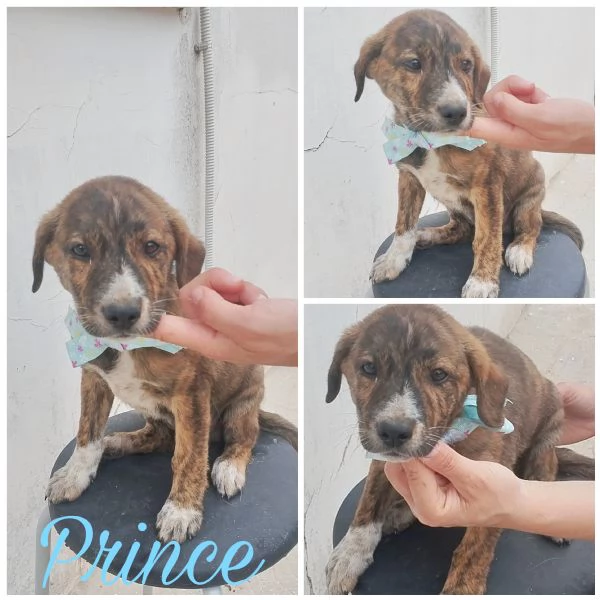 Prince cucciolo in adozione cerca la sua mamma e pap 